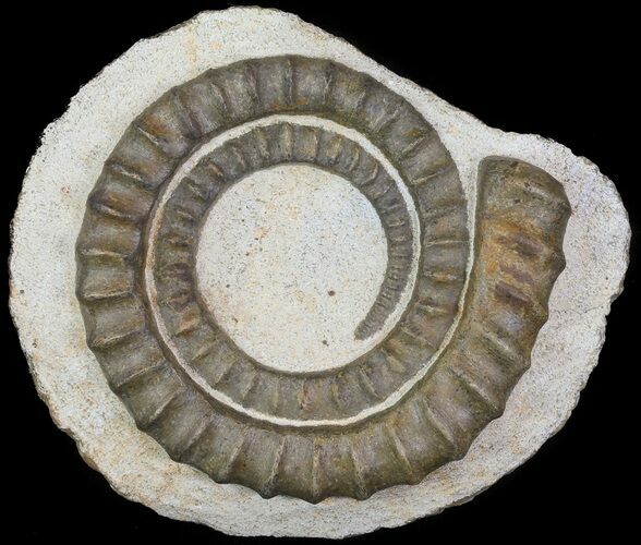 Devonian Ammonite (Anetoceras) - Morocco #64444